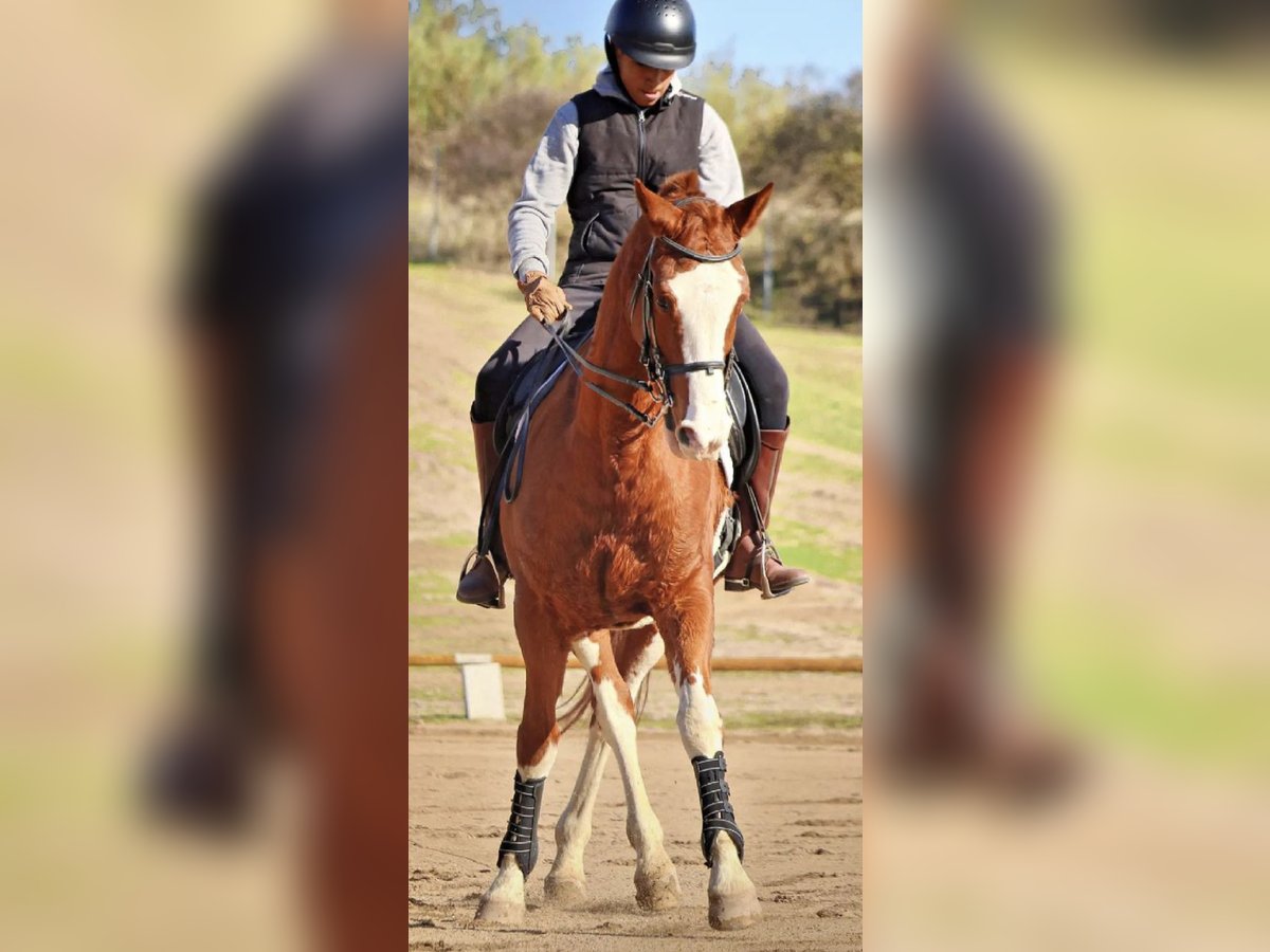 Spanish Sporthorse Mare 16 years 16 hh Pinto in Serranillos Del Valle