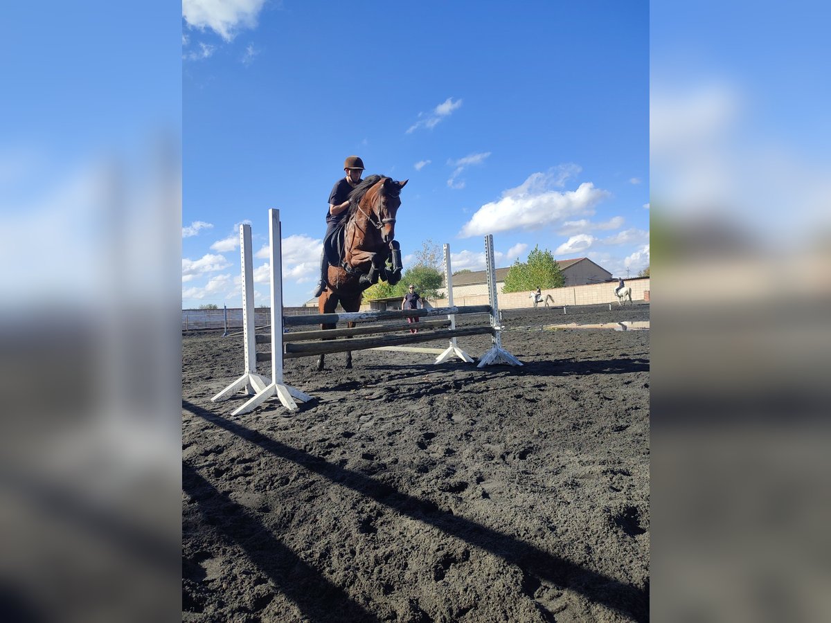 Spanish Sporthorse Mix Mare 17 years 16 hh Brown in Arganda Del Rey