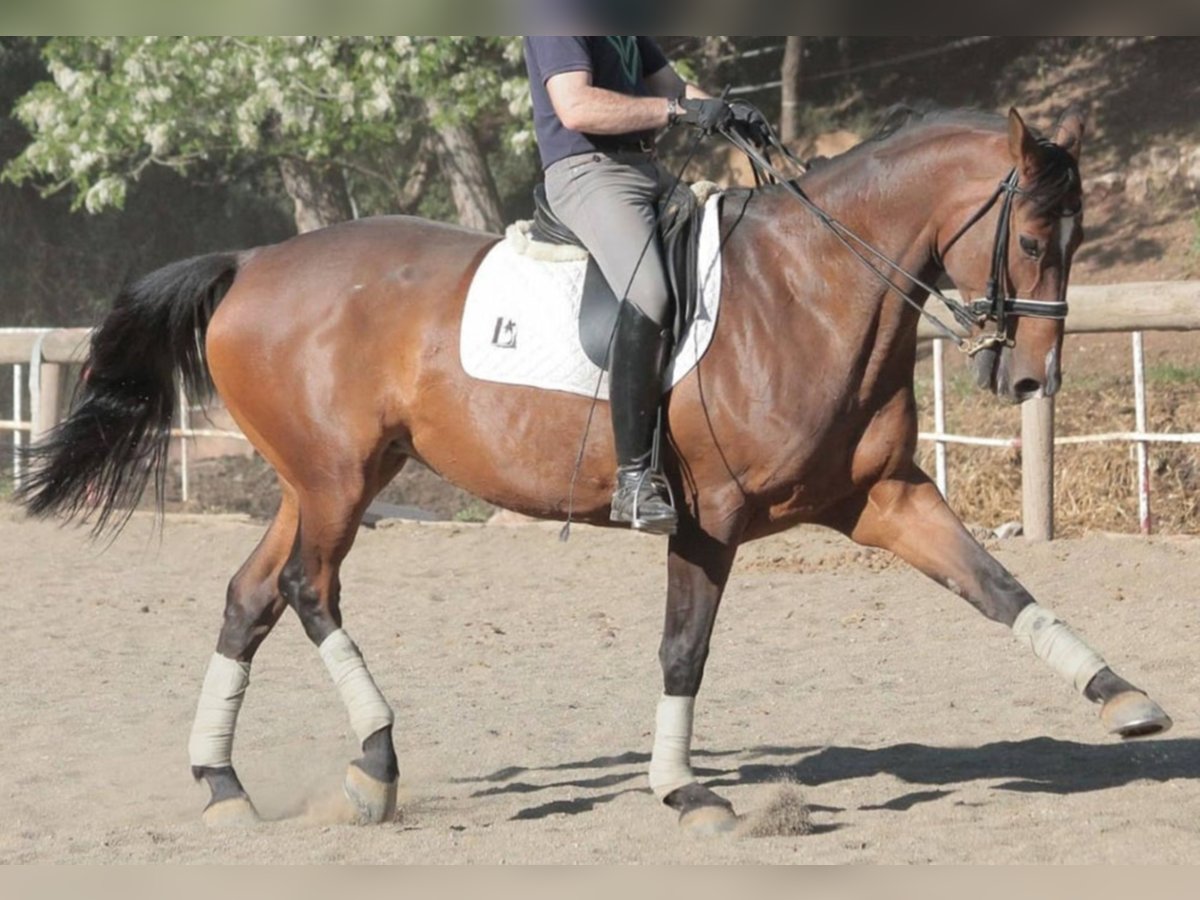 Spanish Sporthorse Mare 18 years 16,2 hh Bay in BARCELONA