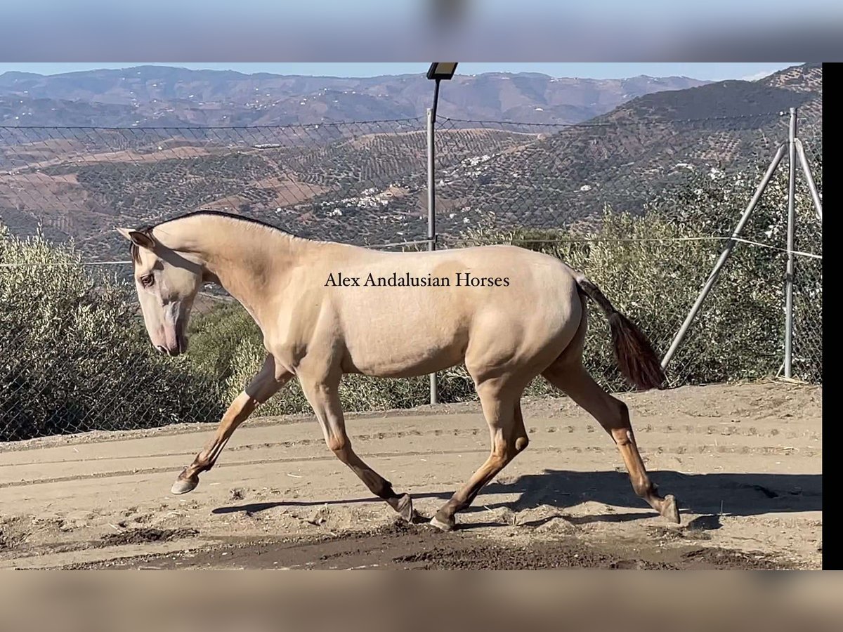 Spanish Sporthorse Mare 1 year 14,3 hh Perlino in Sevilla