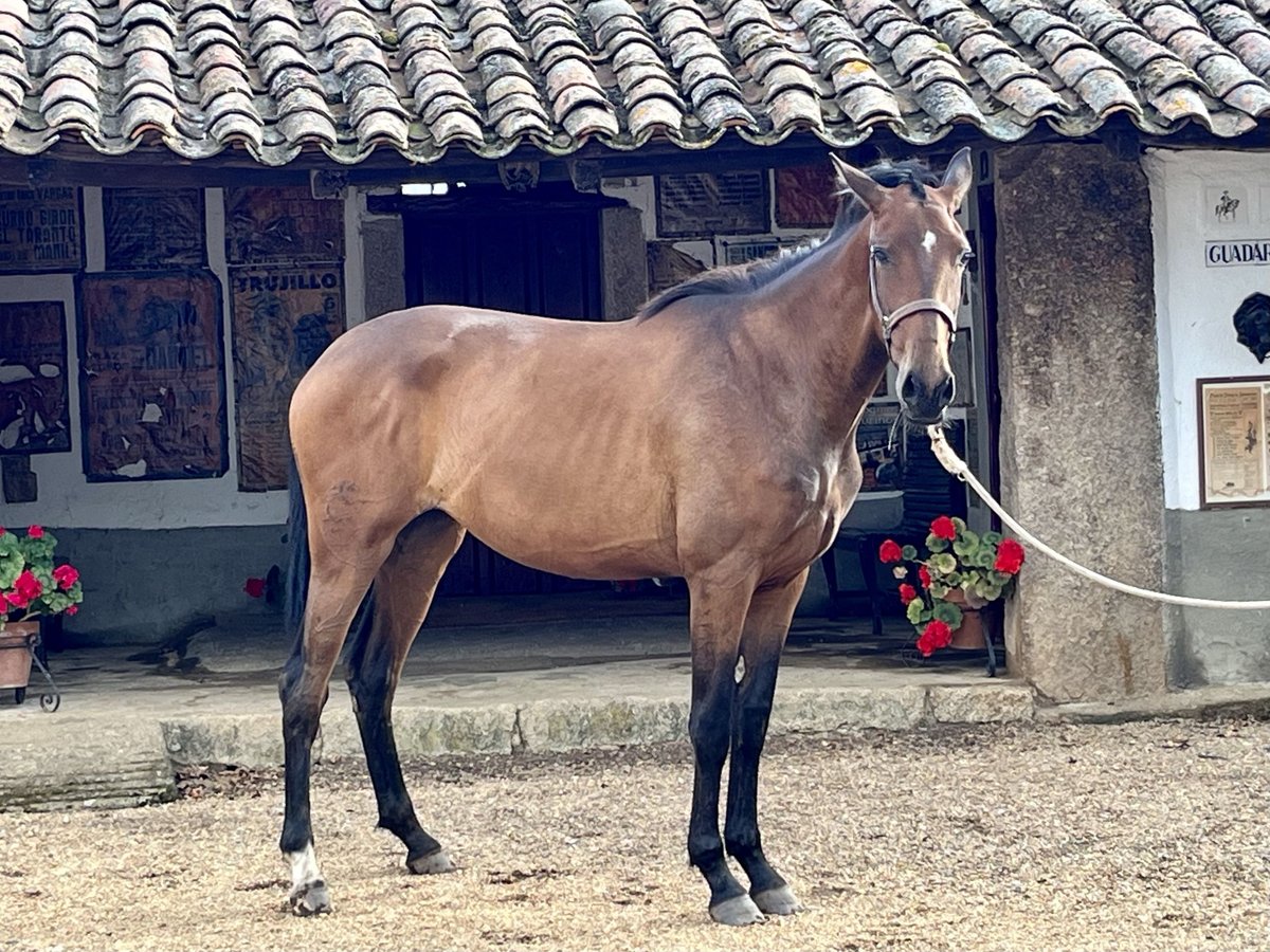 Spanish Sporthorse Mare 2 years Brown in Sancti Spiritus