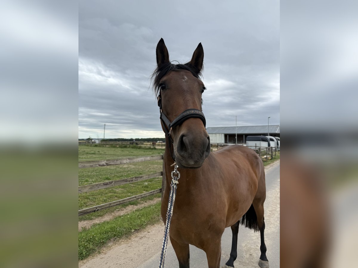Spanish Sporthorse Mix Mare 4 years 14,3 hh Brown in Lindlar