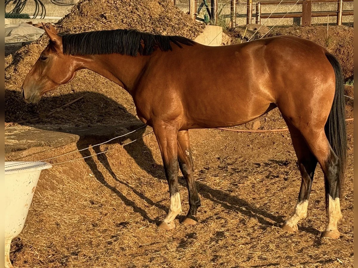 Spanish Sporthorse Mare 4 years 16 hh Brown in Las Ca&#xF1;adas Del Teide