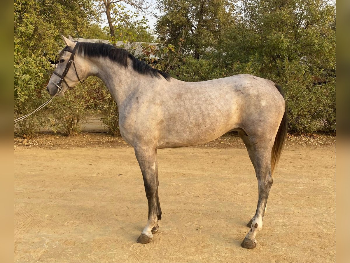 Spanish Sporthorse Mare 4 years 16 hh Grey in Bencarron (Utrera)