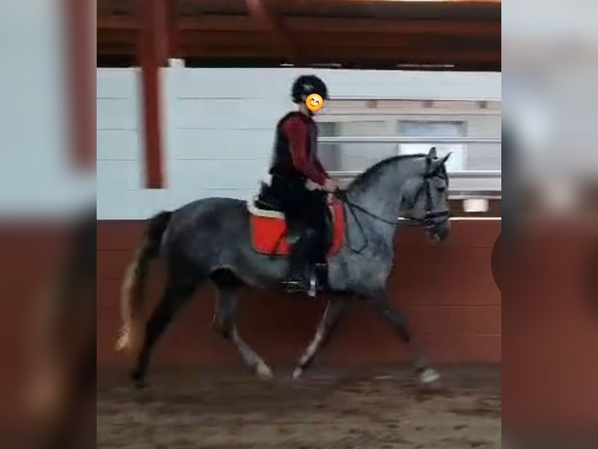 Spanish Sporthorse Mare 5 years 14,2 hh Gray-Blue-Tan in Barßel