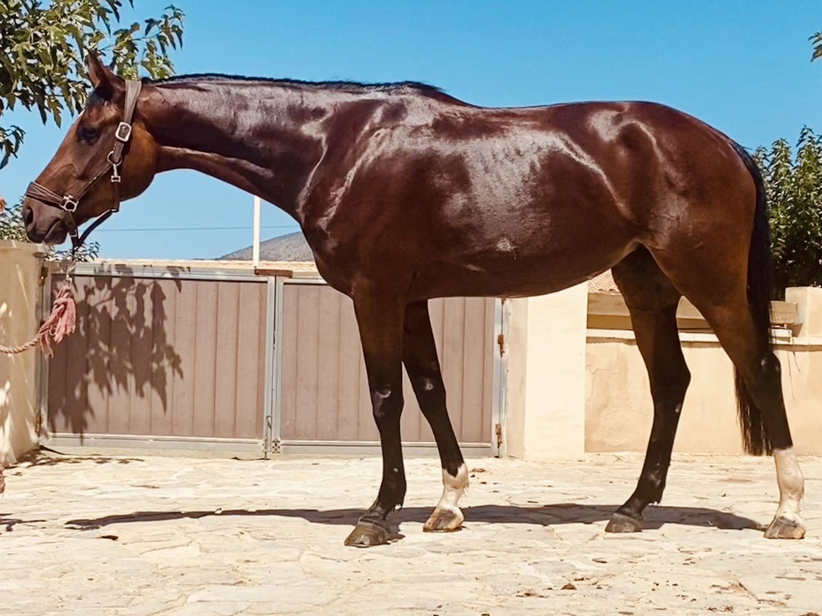 Spanish Sporthorse Mare 5 years 16 hh Bay in Boqueres