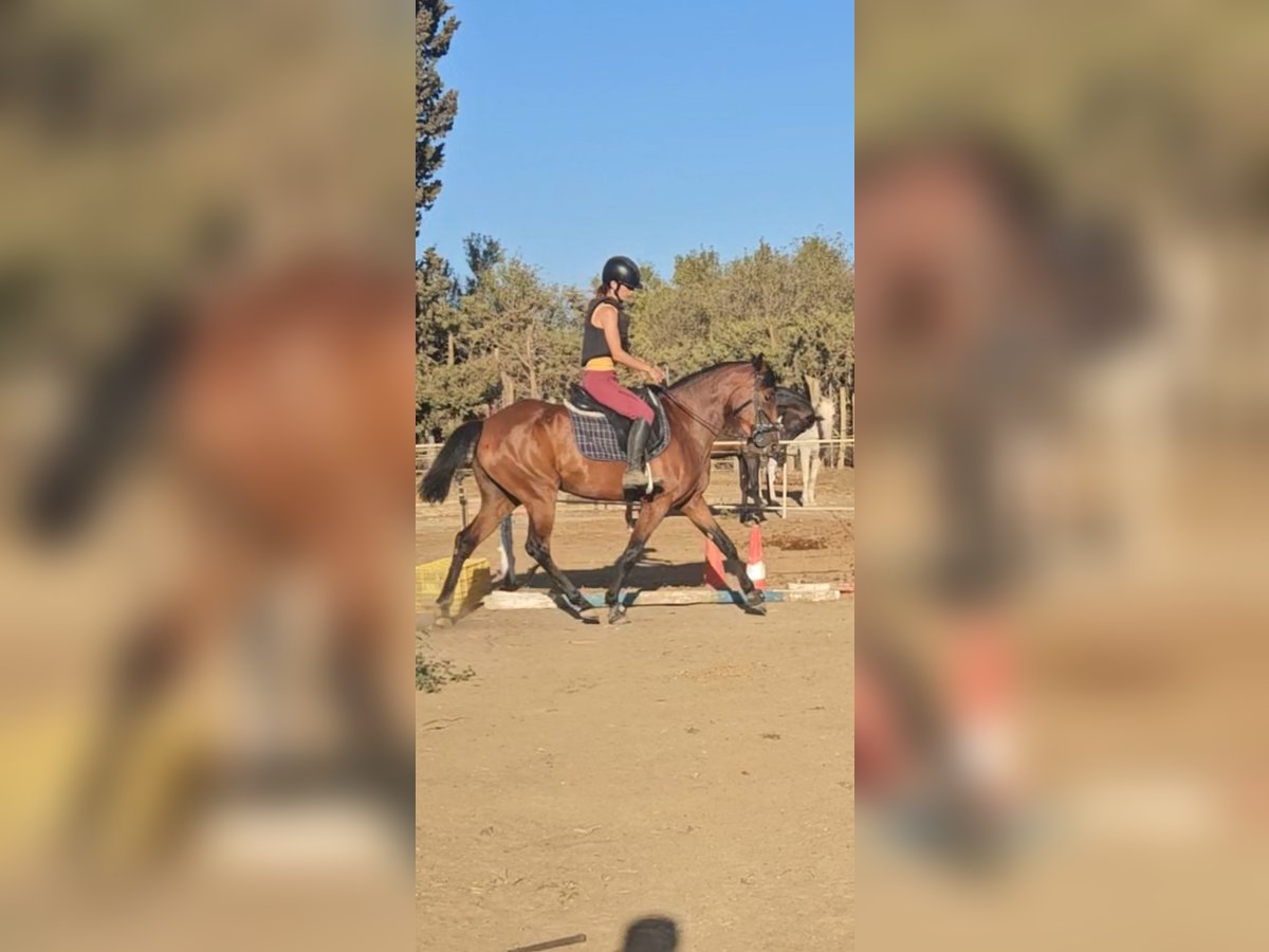 Spanish Sporthorse Mare 6 years 15,2 hh Brown in Barrio De Jarana