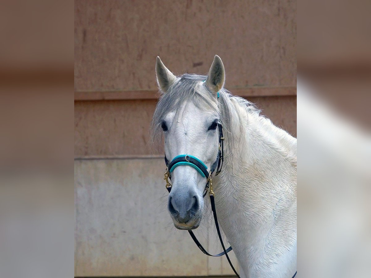 Spanish Sporthorse Mix Mare 8 years 15,1 hh Grey-Dark-Tan in Rot an der Rot