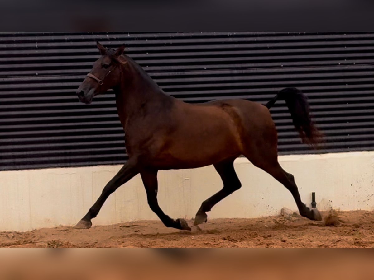 Spanish Sporthorse Mare 8 years 16,2 hh Brown in Vila-Real/Villarreal