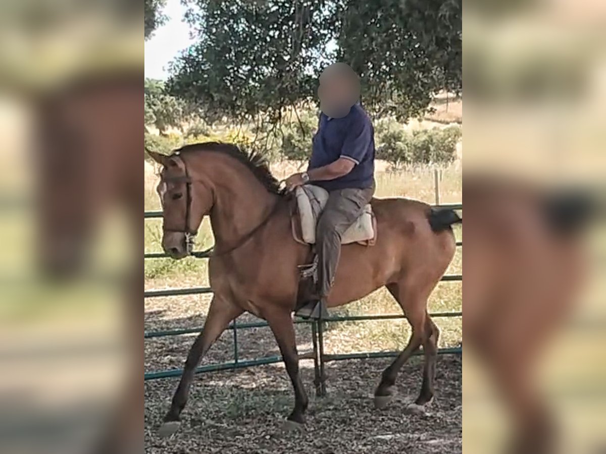 Spanish Sporthorse Mare 9 years 15,3 hh Bay in Navalcarnero