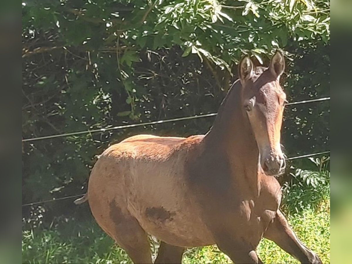 Spanish Sporthorse Mare Foal (05/2024) Dun in Vigo