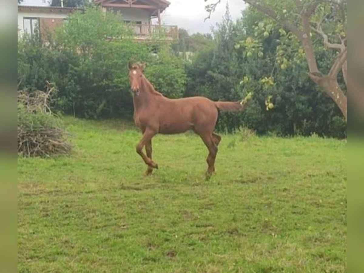 Spanish Sporthorse Stallion 1 year 15 hh Sorrel in Fontaciera