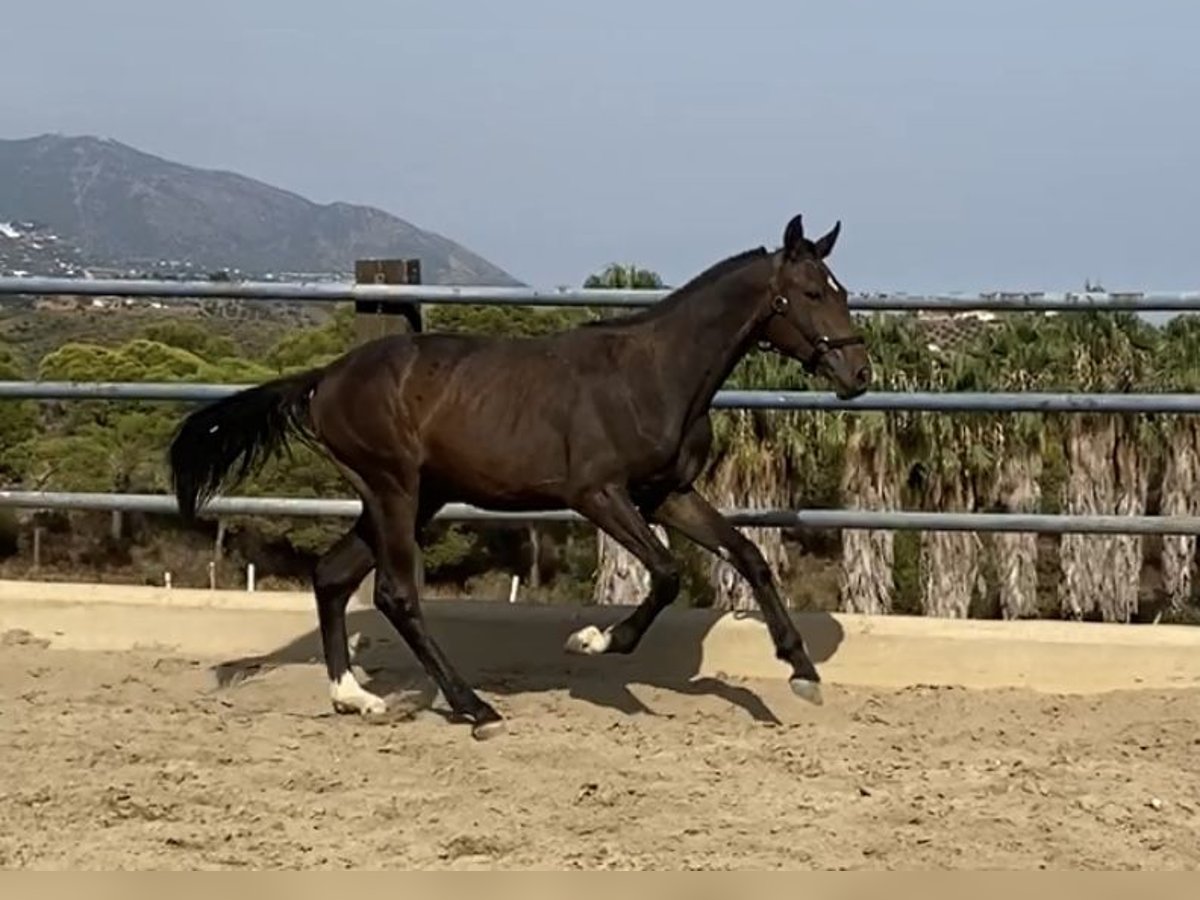 Spanish Sporthorse Stallion 1 year 15,2 hh Bay-Dark in Fuengirola