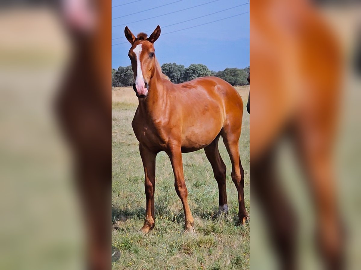Spanish Sporthorse Stallion 1 year 16,1 hh Chestnut-Red in Navalmoral De La Mata