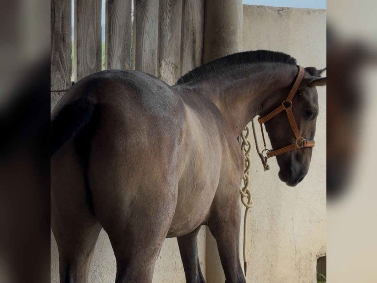 Spanish Sporthorse Stallion 1 year 16,1 hh Grey in Parets Del Valles