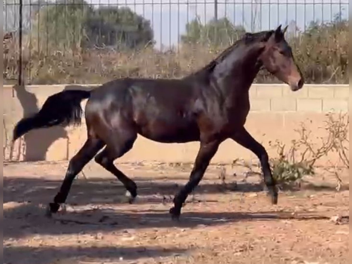 Spanish Sporthorse Stallion 3 years 16,1 hh Bay-Dark in Alquerias De Santa Barbara