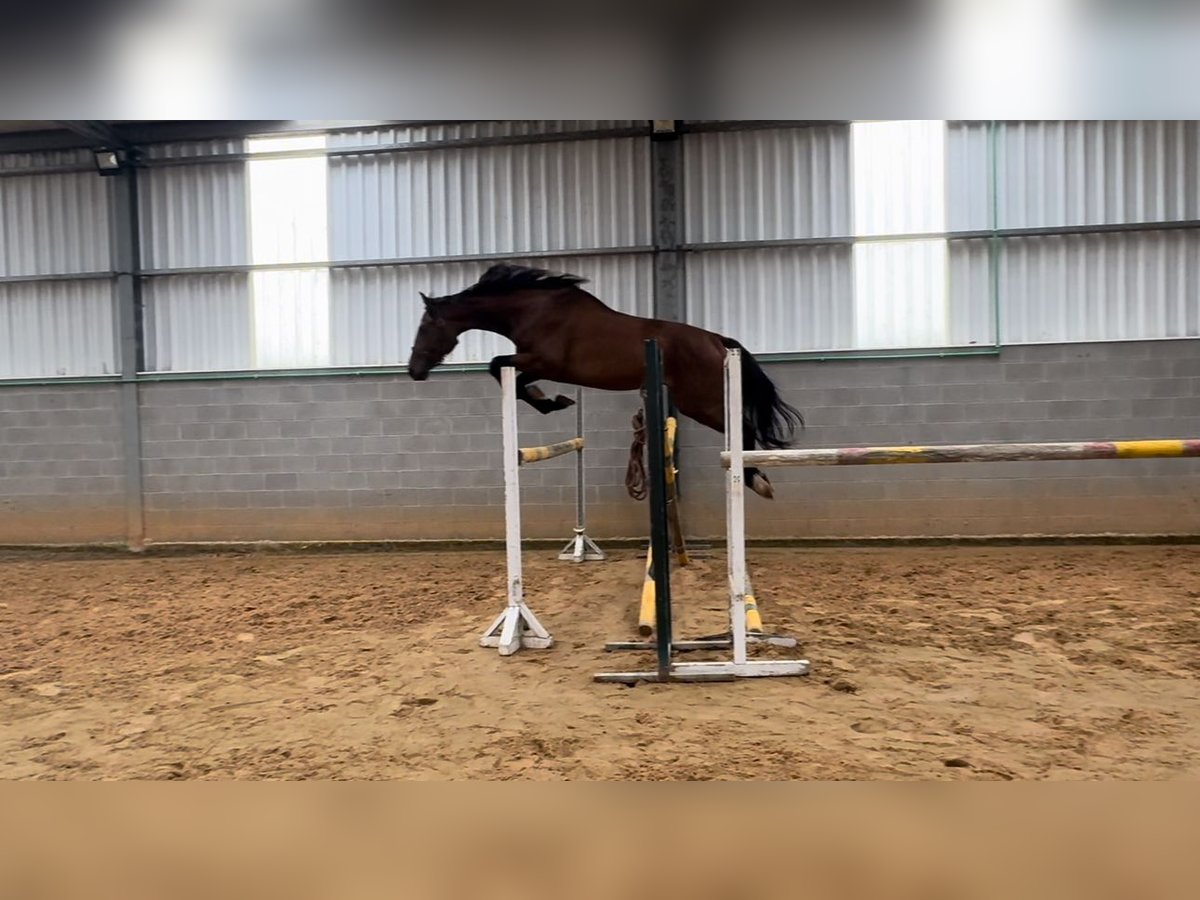 Spanish Sporthorse Stallion 3 years 16,3 hh Brown in Abegondo