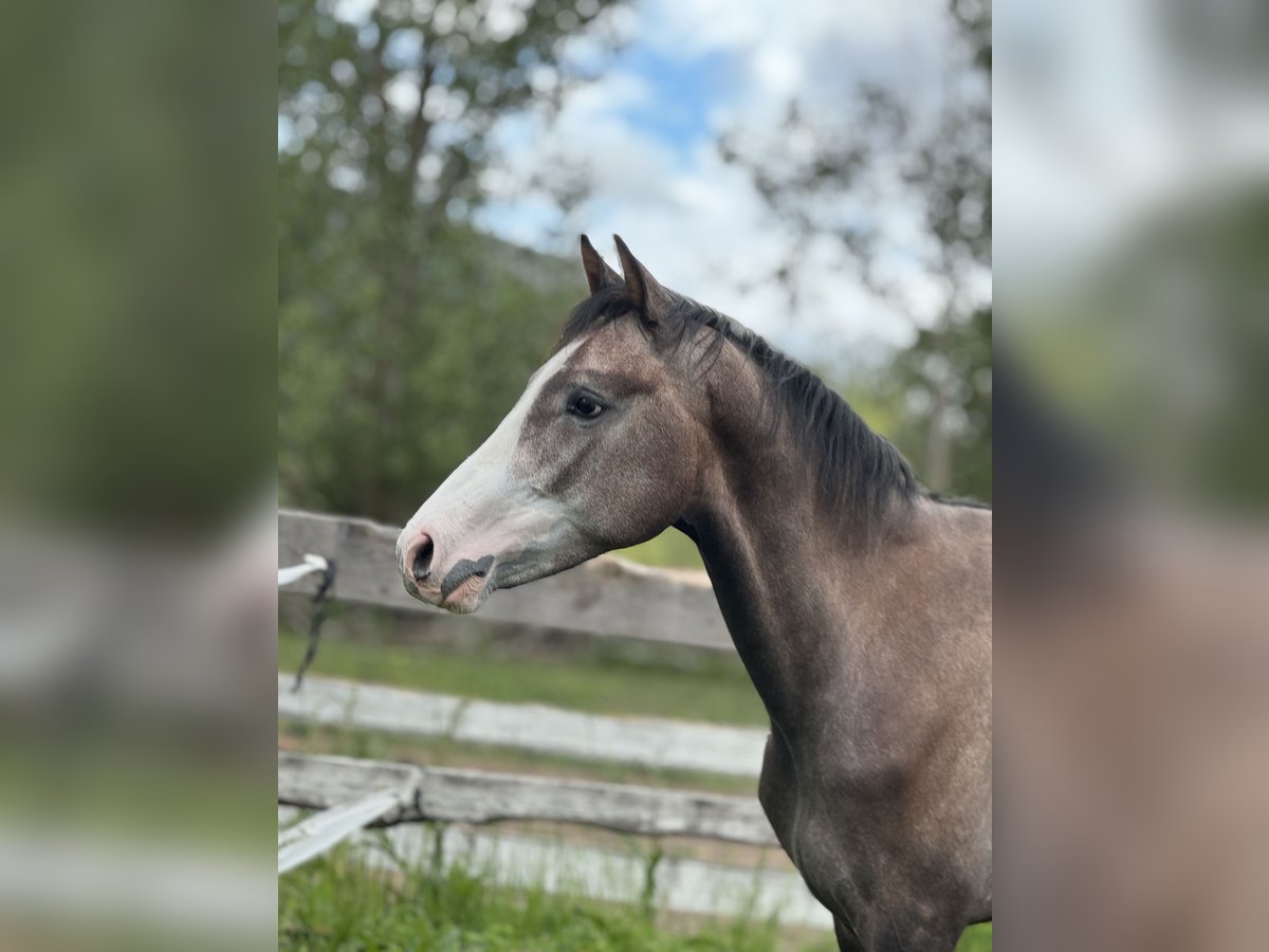 Spanish Sporthorse Stallion 3 years 16 hh Gray in Espinar, De El (Estacion)