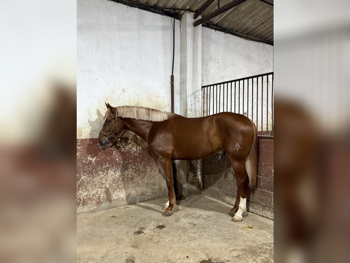 Spanish Sporthorse Mix Stallion 3 years 16,2 hh Chestnut-Red in Dos Hermanas