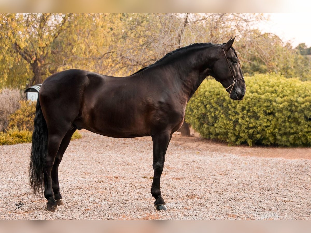 Spanish Sporthorse Stallion 4 years 16,1 hh Gray-Dark-Tan in Jenins