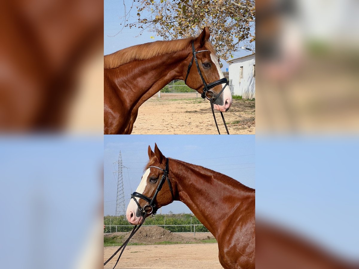 Spanish Sporthorse Stallion 4 years 17 hh Chestnut-Red in Cartagena