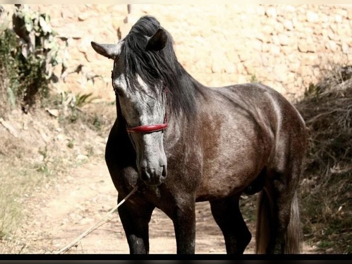 Spanish Sporthorse Stallion 5 years 16,1 hh Gray in Chiva