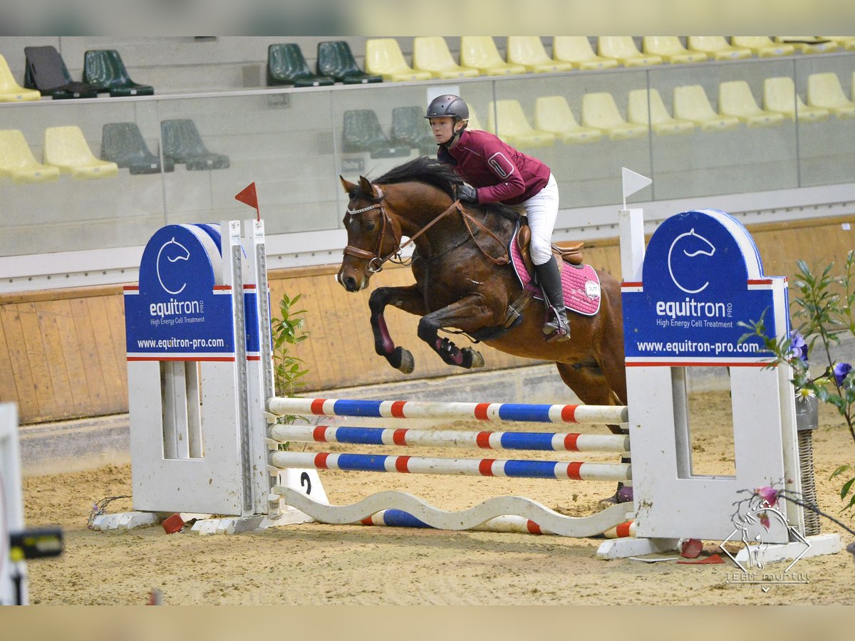 Spanish Sporthorse Stallion 9 years 15,1 hh Brown in S&#xF6;ll