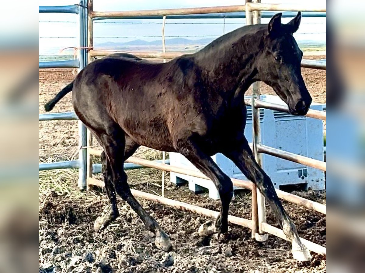 Spanish Sporthorse Stallion Foal (04/2025) 16 hh Black in Bienvenida
