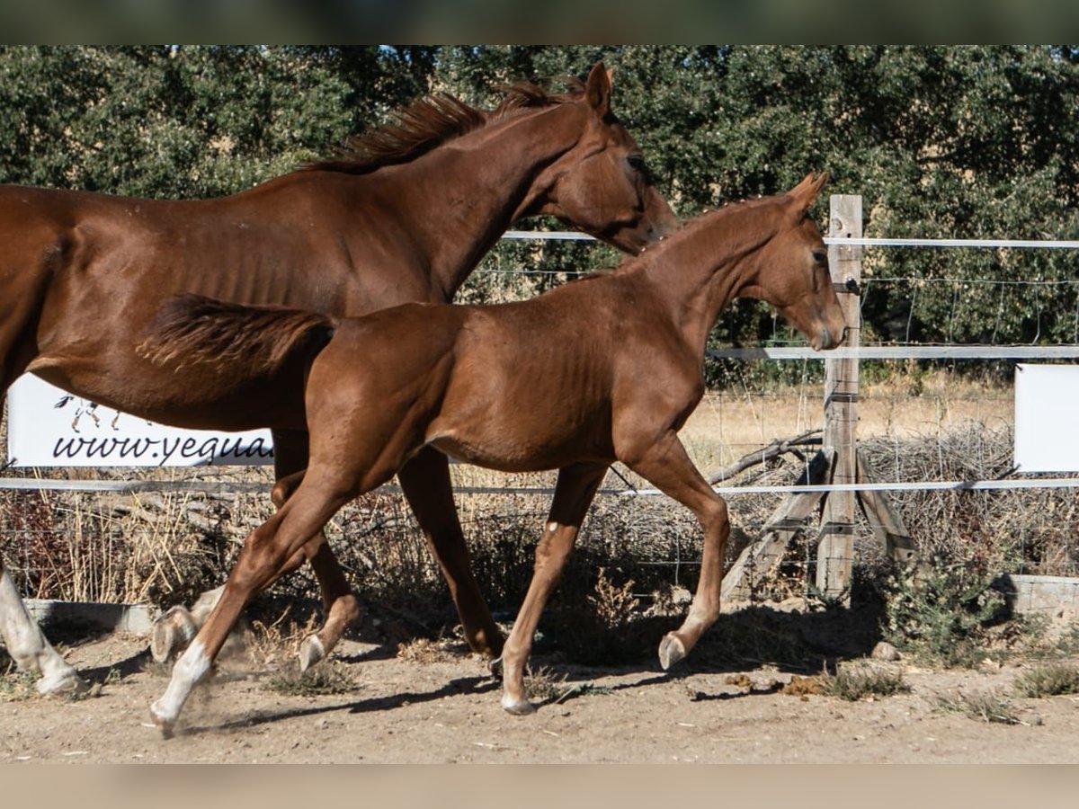 Spanish Sporthorse Stallion Foal (01/2025) Chestnut-Red in Zamora