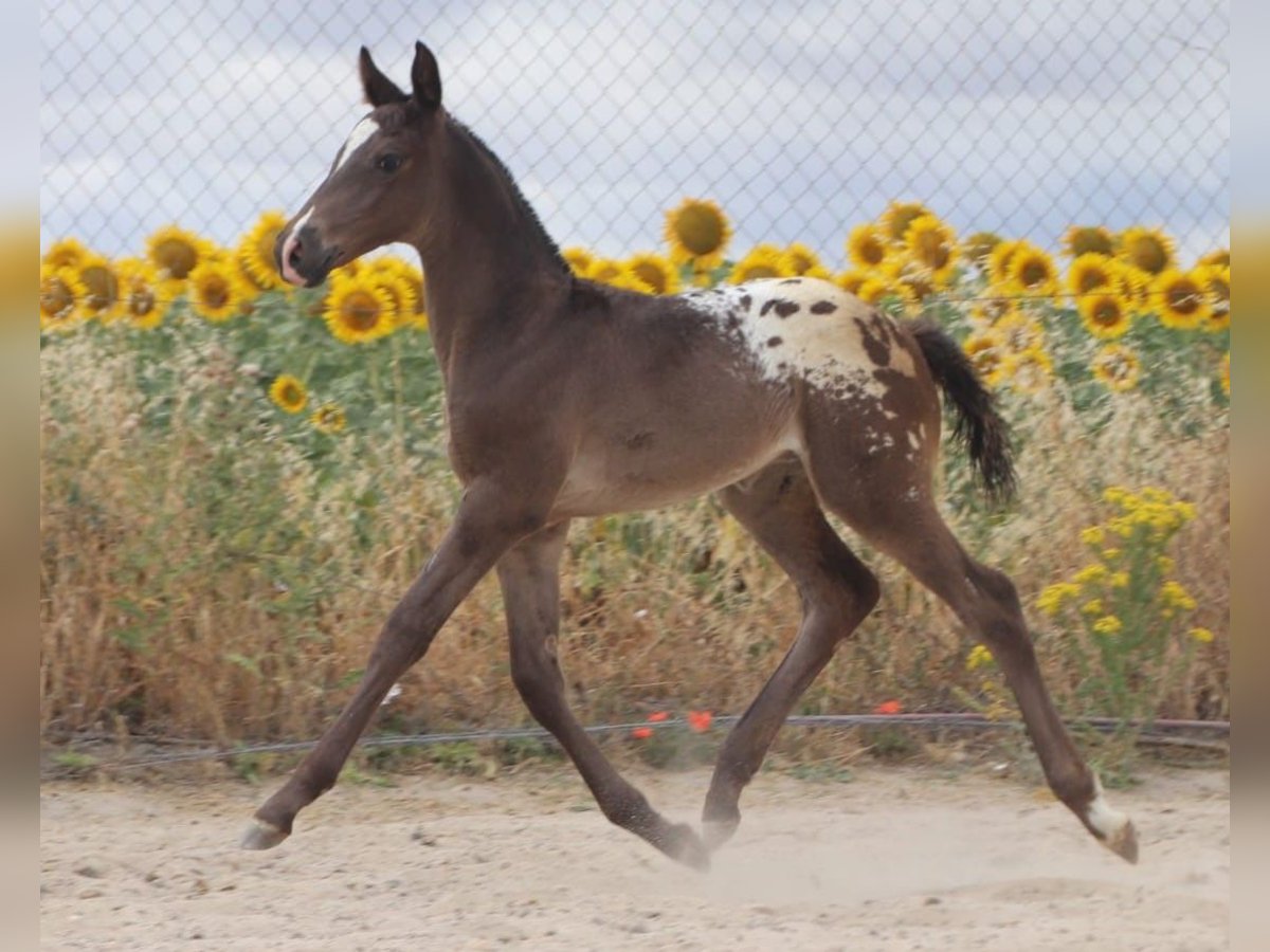 Spanish Sporthorse Stallion Foal (01/2025) Leopard-Piebald in ZAMORA