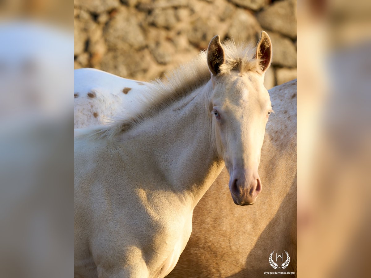 Spanish Sporthorse Stallion Foal (05/2024) Perlino in Navalperal De Pinares