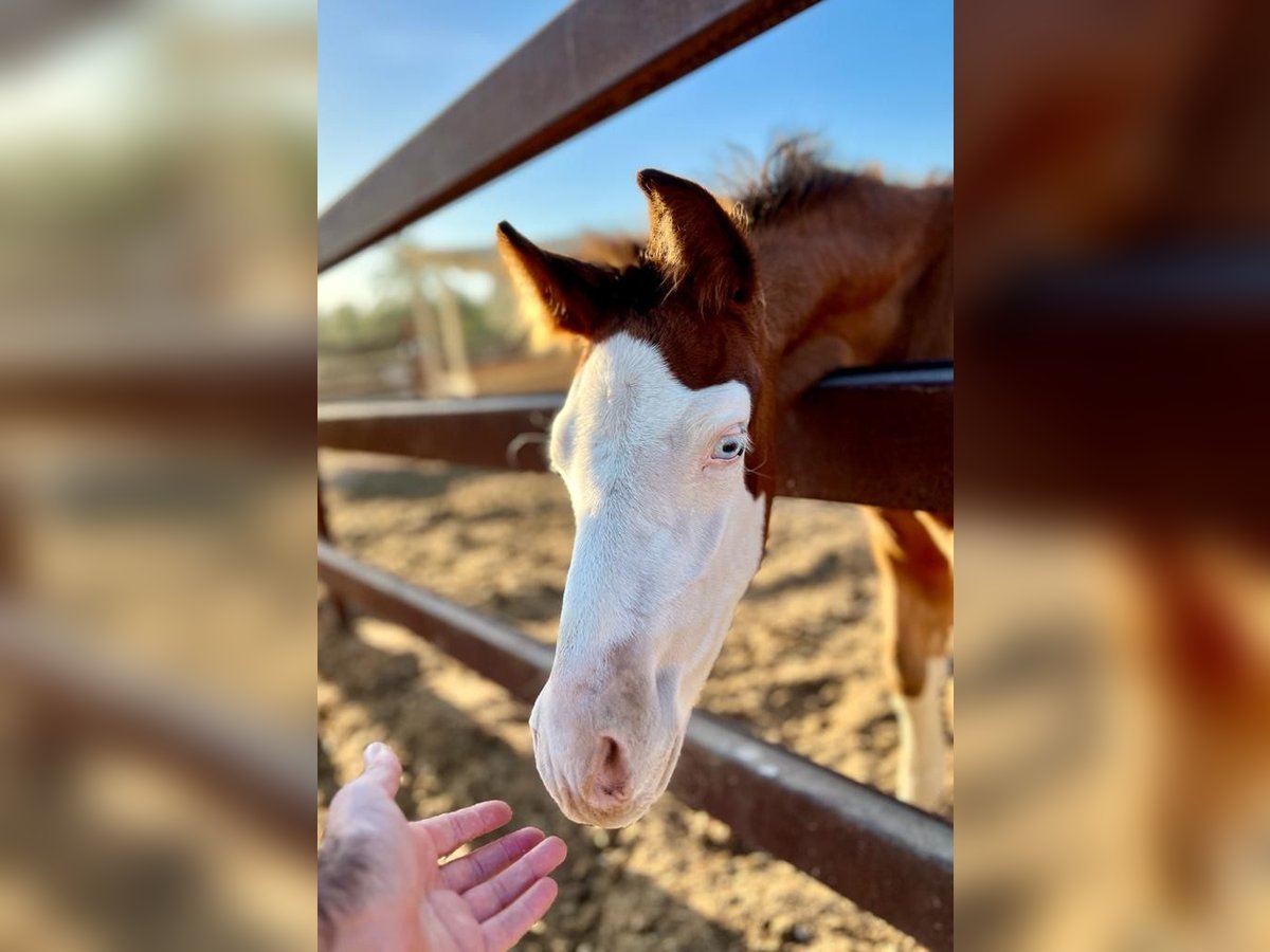 Spansk sporthäst Hingst 1 år 170 cm Brun in Archena