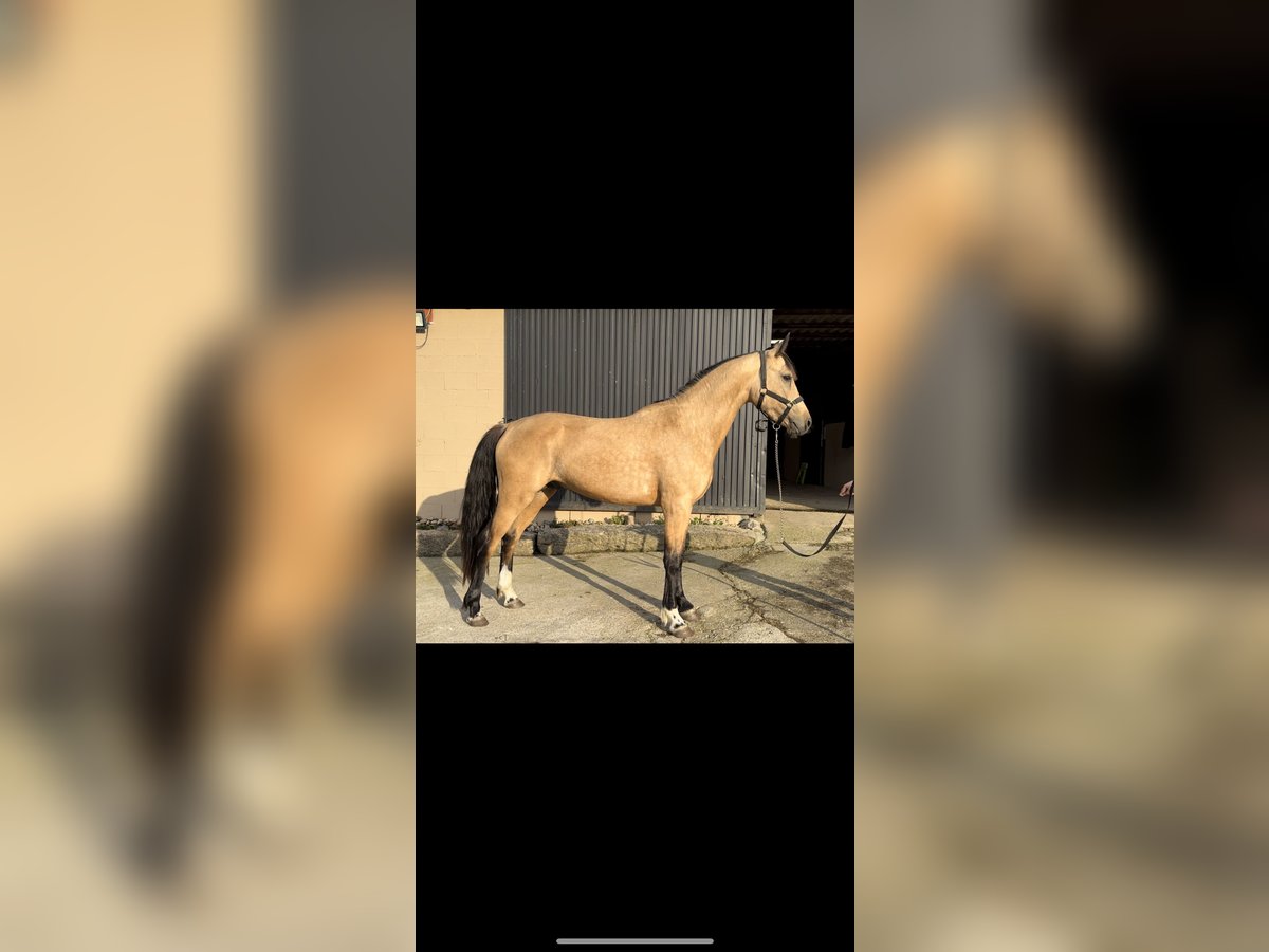 Spansk sporthäst Hingst 2 år 165 cm Cremello in Vilouzas (San Salvador)