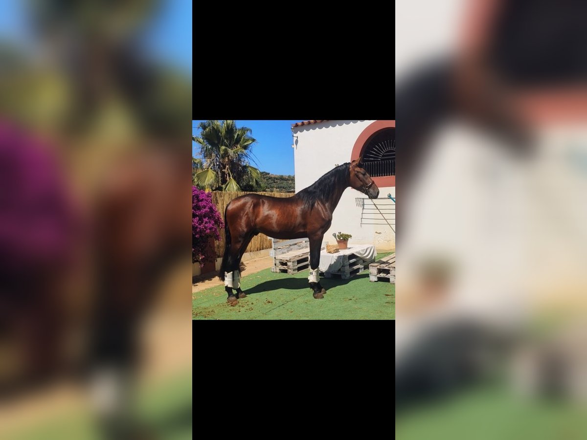 Spansk sporthäst Hingst 3 år 165 cm in Zalamea De La Serena