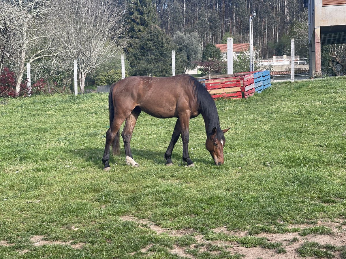 Spansk sporthäst Hingst 3 år 170 cm Brun in Abegondo