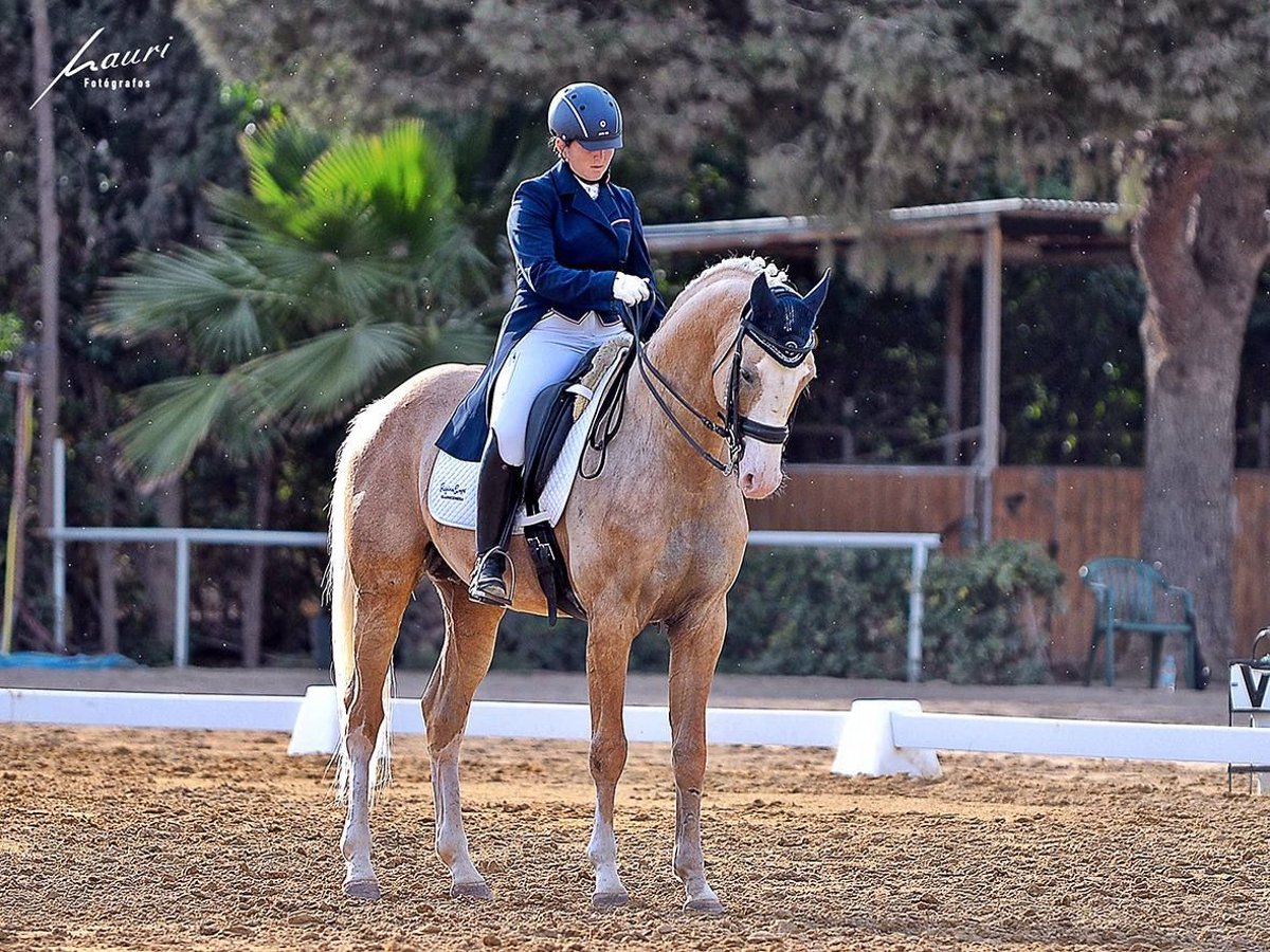Spansk sporthäst Blandning Hingst 9 år 167 cm Palomino in Valencia