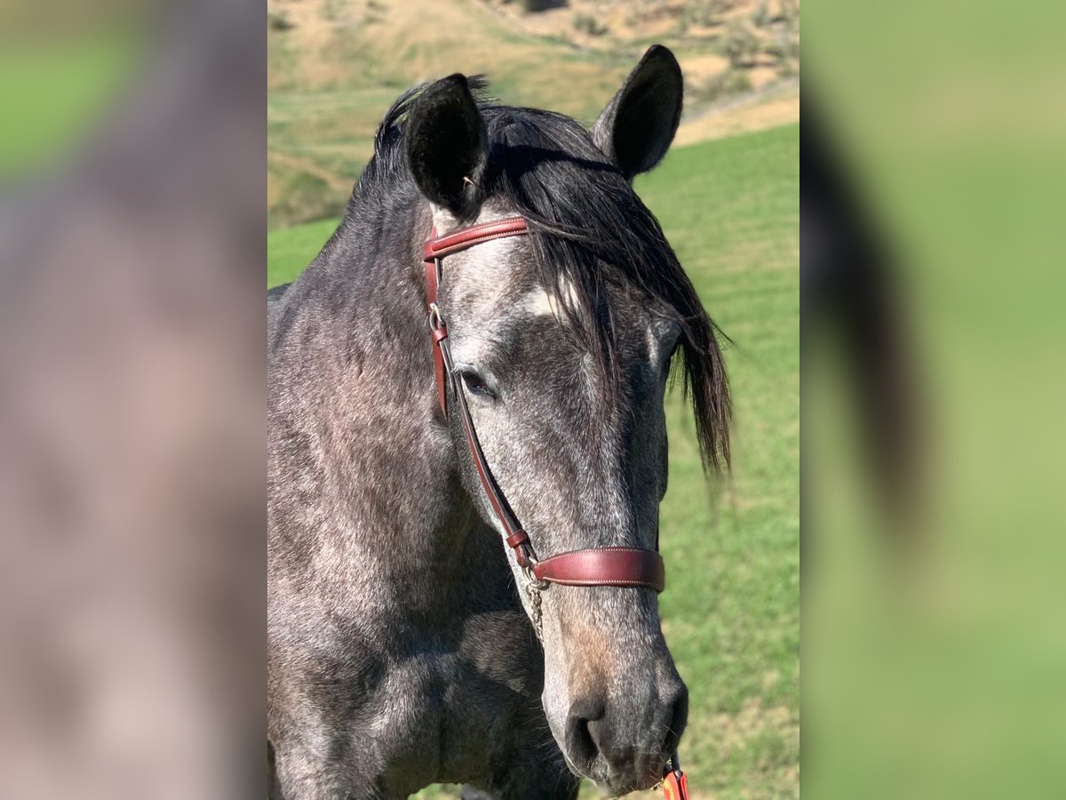 Spansk sporthäst Sto 3 år 166 cm Gråskimmel in Antequera