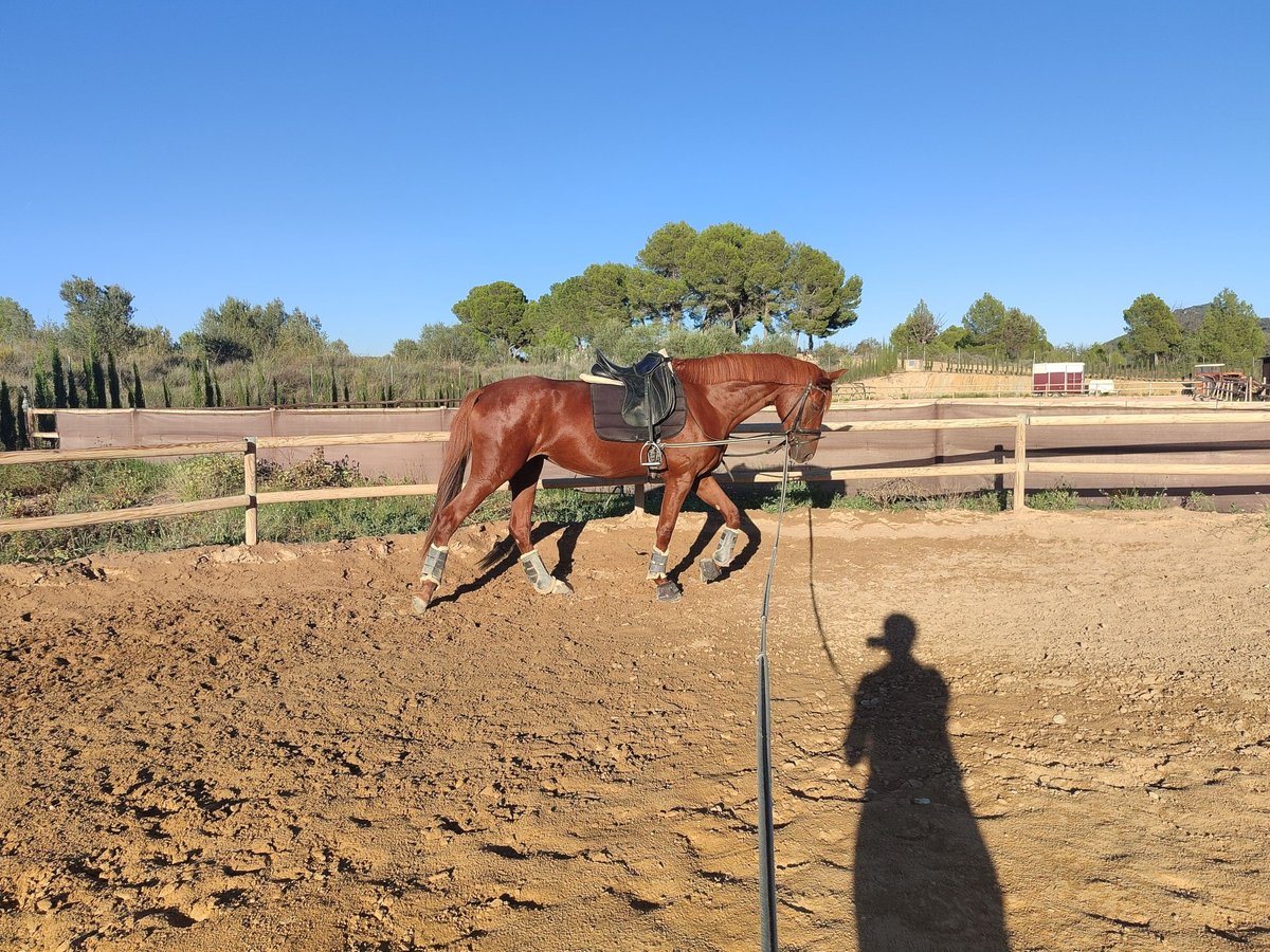Spansk sporthäst Sto 4 år 165 cm fux in Turis (Valencia)