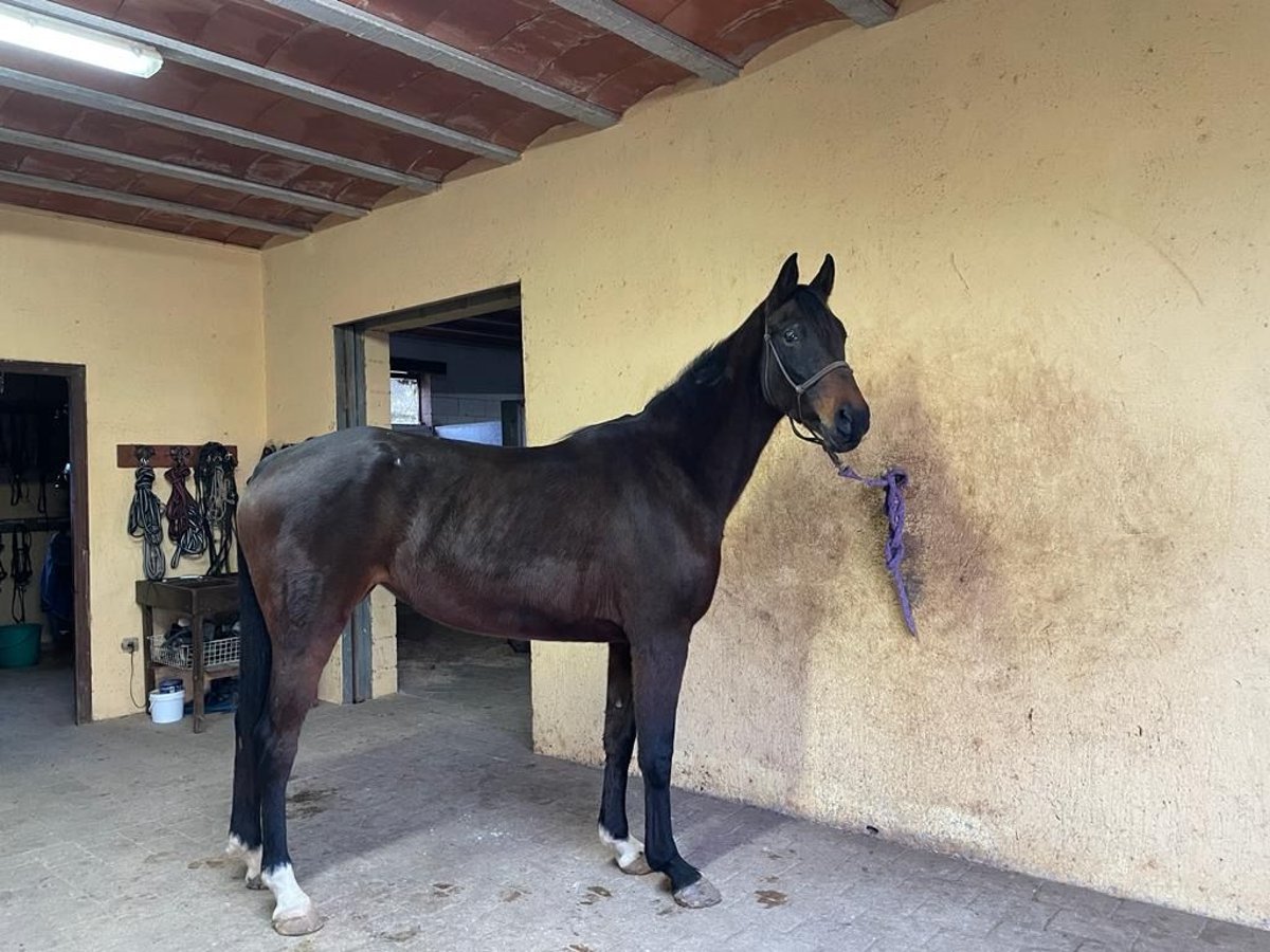 Spansk sporthäst Sto 5 år 167 cm Brun in Sarral