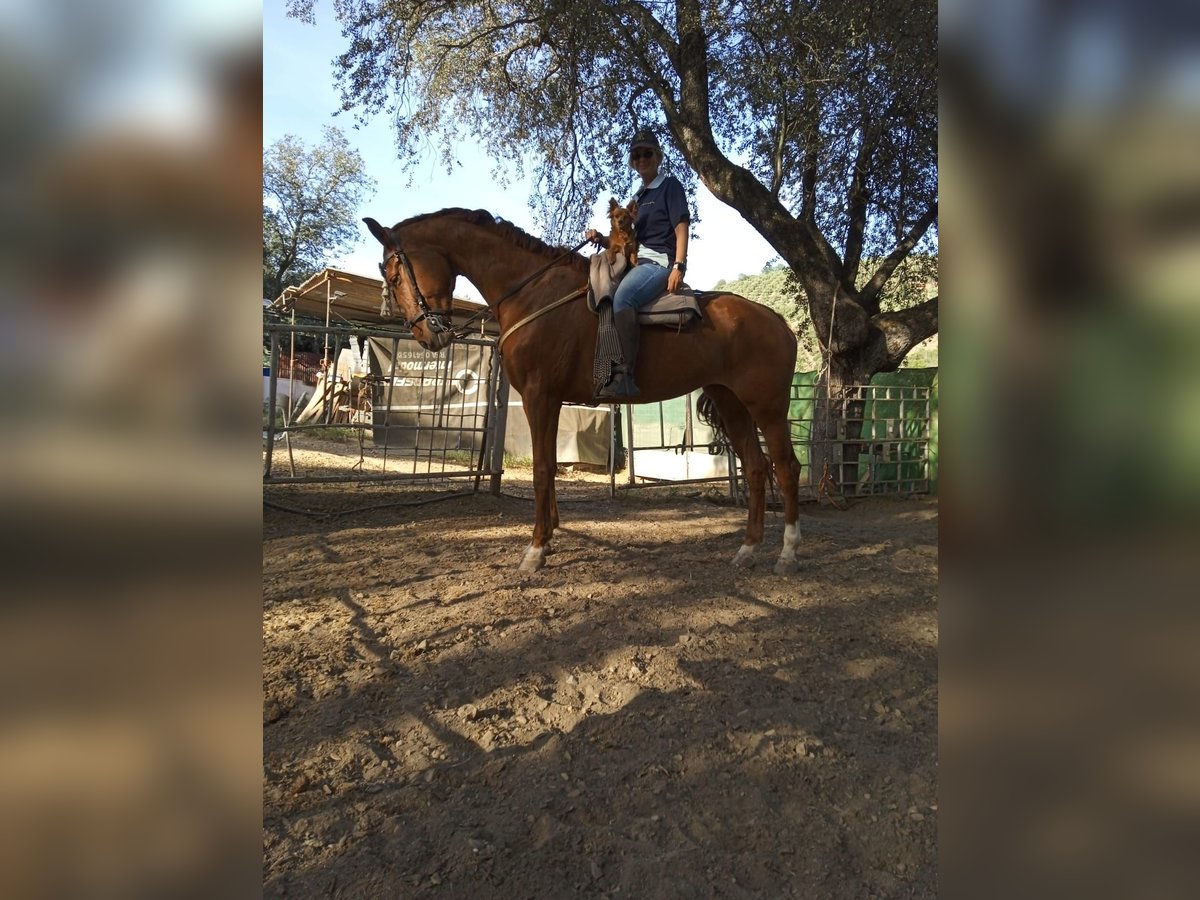 Spansk sporthäst Sto 7 år 170 cm fux in Fuencaliente