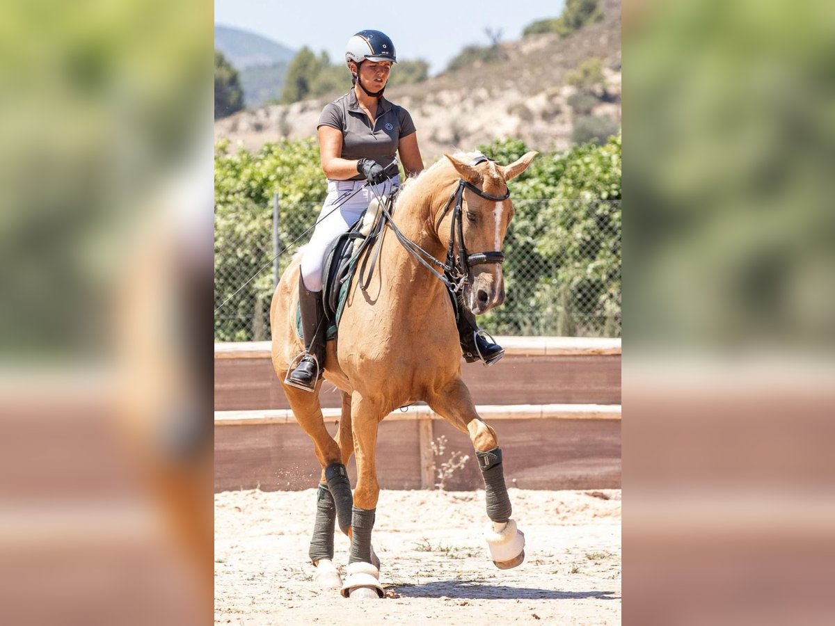 Spansk sporthäst Blandning Sto 7 år 175 cm Palomino in Valencia