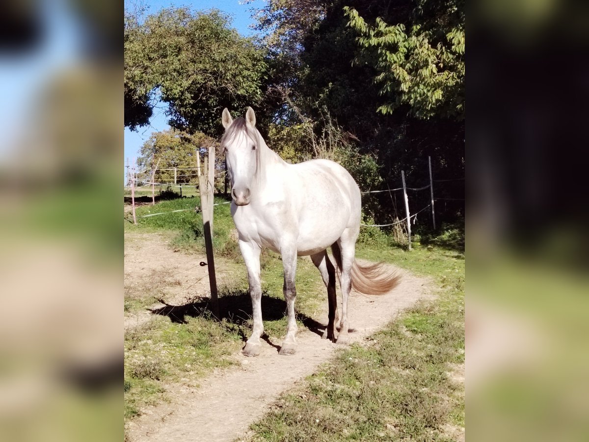 Spansk sporthäst Sto 9 år 156 cm Grå-flugskimmel in Scheibenhardt