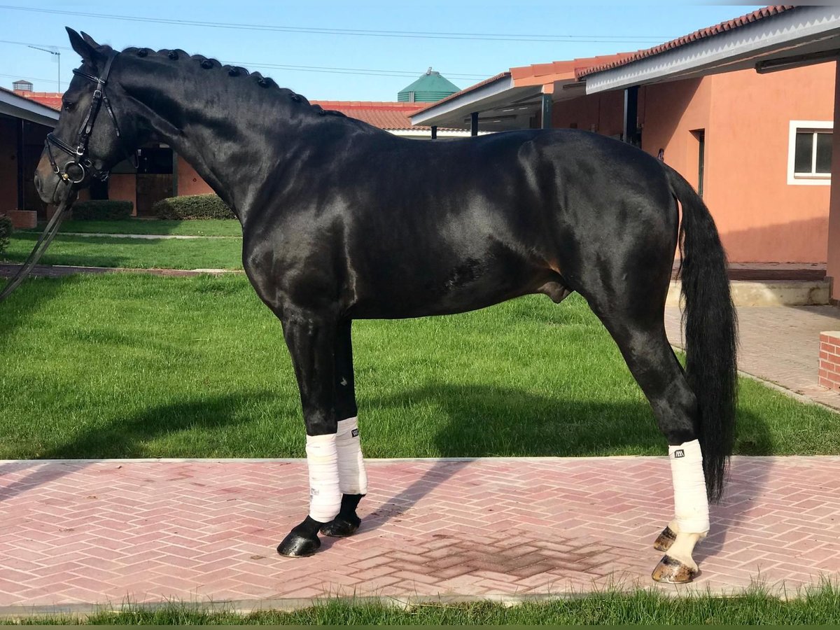 Spansk sporthäst Valack 11 år 165 cm Svart in Madrid