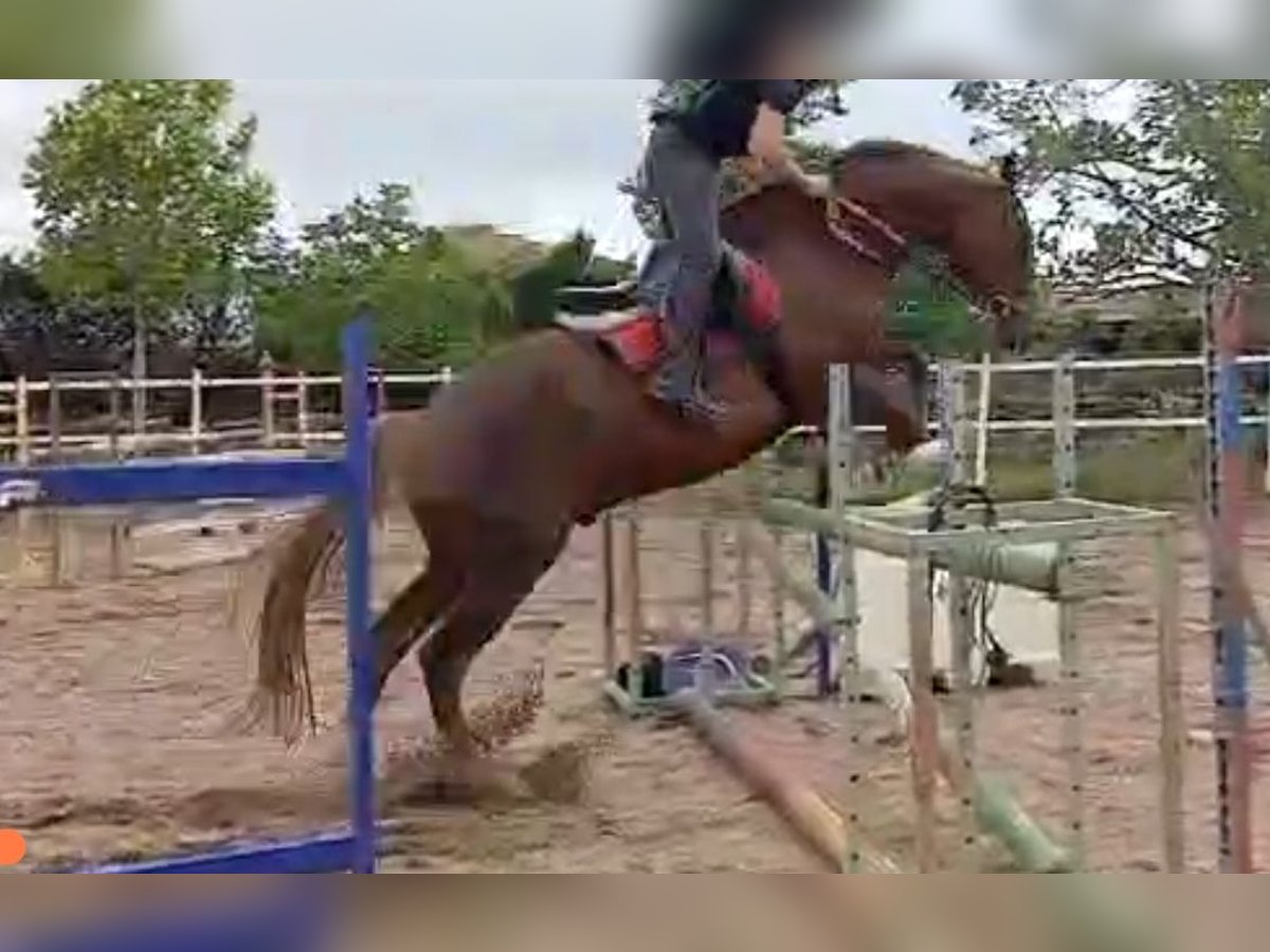 Spansk sporthäst Valack 13 år 175 cm Fux in Rioseco De Tapia