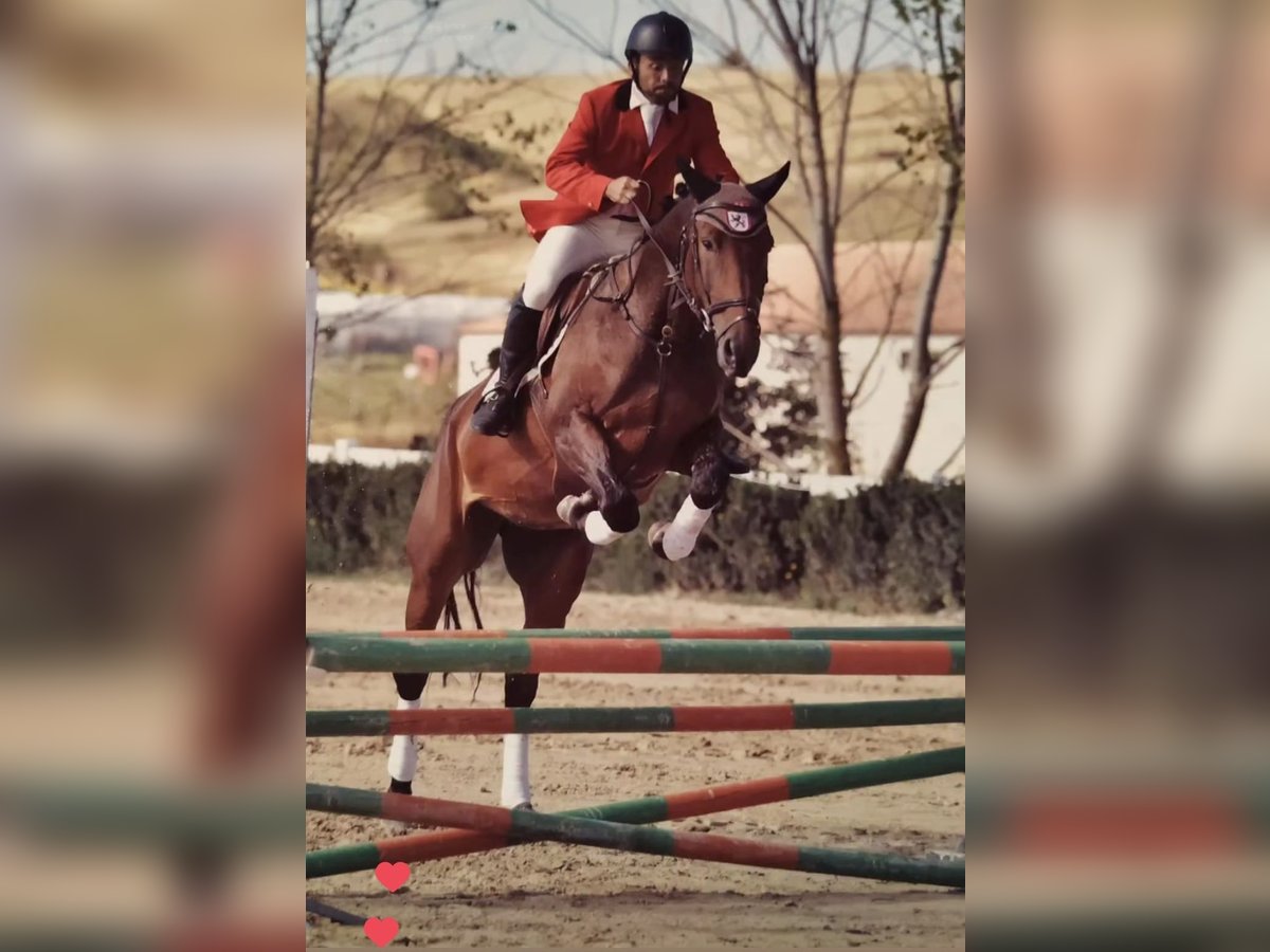 Spansk sporthäst Valack 13 år fux in Rioseco De Tapia