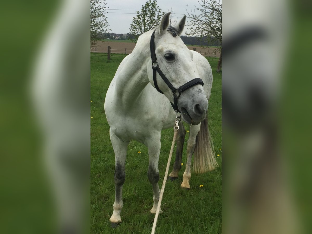 Spansk sporthäst Valack 20 år 162 cm Braunfalbschimmel in Essen