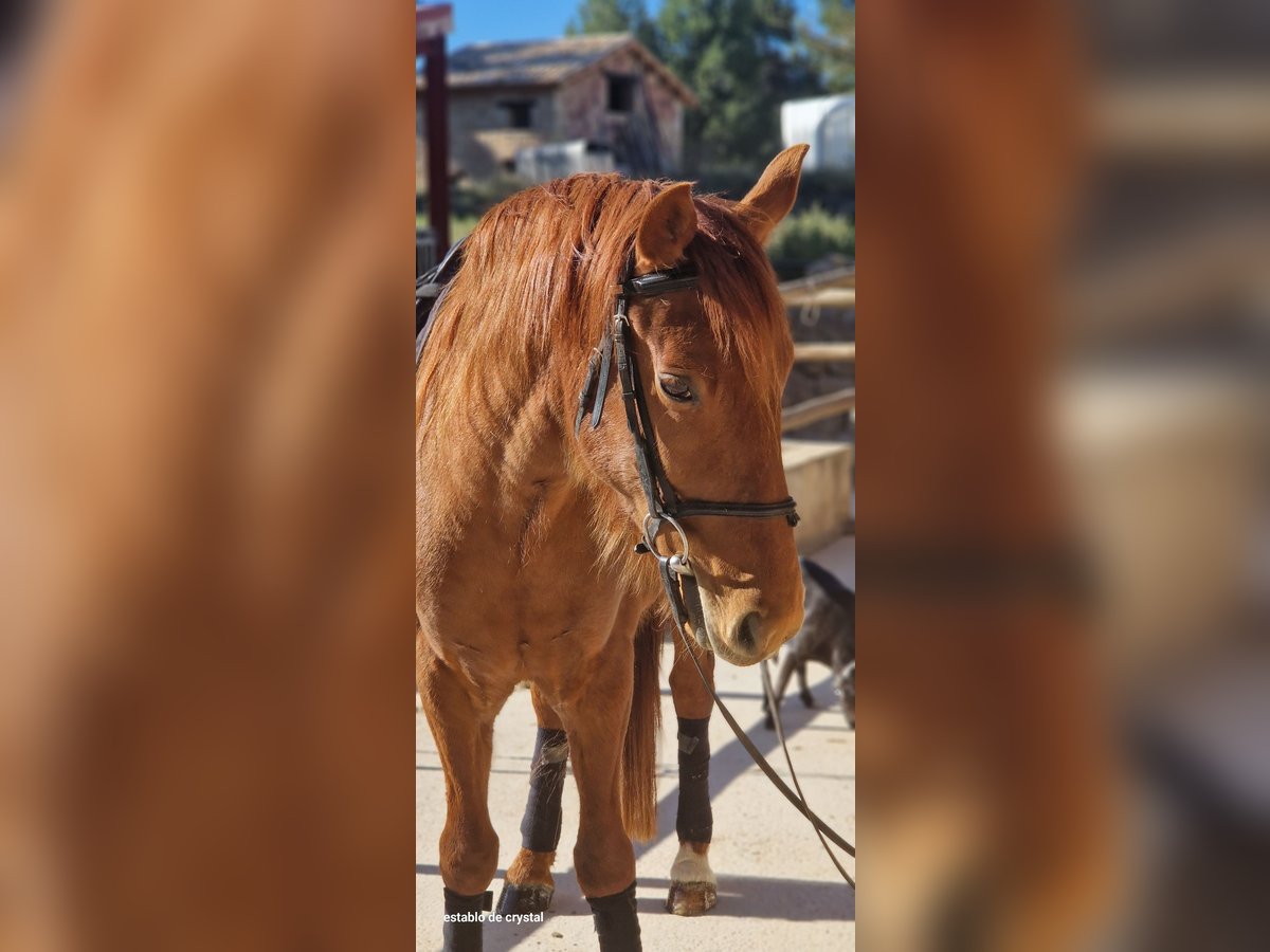 Spansk sporthäst Blandning Valack 5 år 145 cm fux in Valderrobres