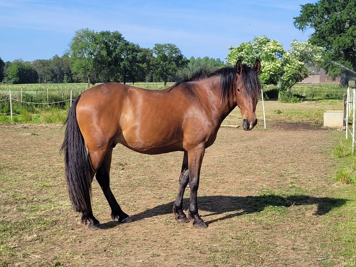 Spansk sporthäst Blandning Valack 5 år 156 cm Brun in Wachtendonk