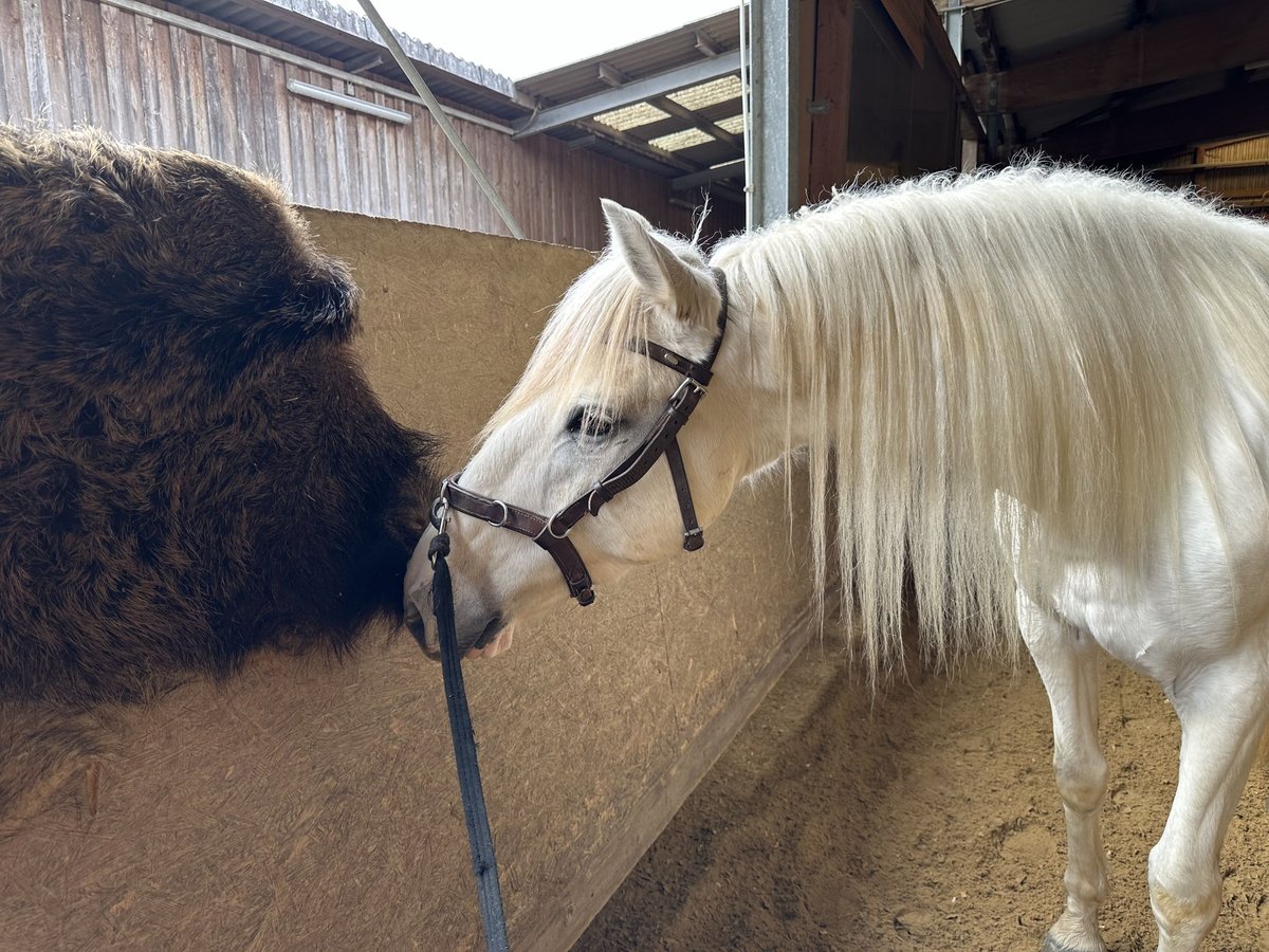 Spansk sporthäst Blandning Valack 7 år 162 cm Grå in Duchtlingen  Hilzingen