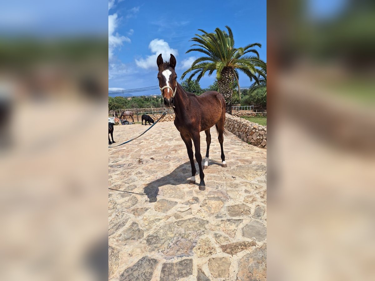 Speed Racking Horse Hengst 2 Jahre 157 cm Dunkelbrauner in Manacor